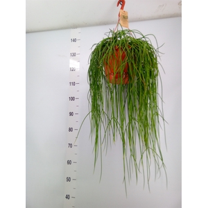 Rhipsalis floccosa