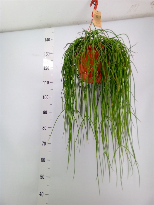 <h4>Rhipsalis floccosa</h4>