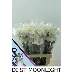 DI ST MOONLIGHT