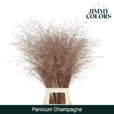 <h4>Panicum L90 Mtlc. champagne</h4>