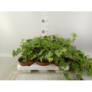 Hedera helix 'Goldchild'