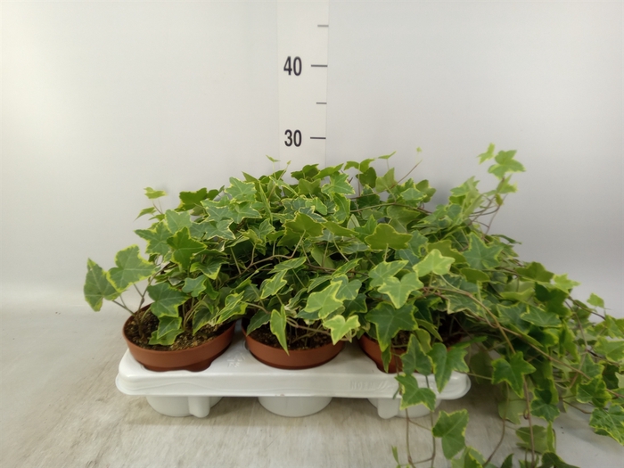 <h4>Hedera helix 'Goldchild'</h4>