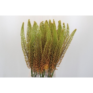 Eremurus Emmy Ro