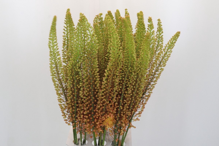 <h4>Eremurus Emmy Ro</h4>