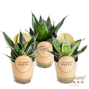 Sansevieria Hahnii Collection