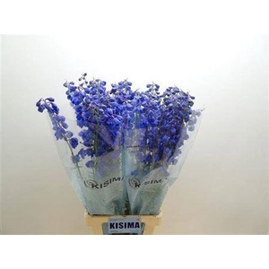 Delph Du Triton D Blue