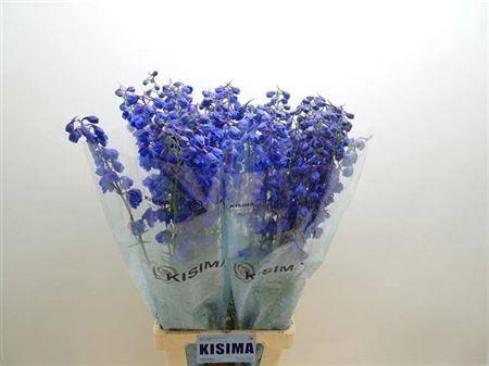 <h4>Delph Du Triton D Blue</h4>