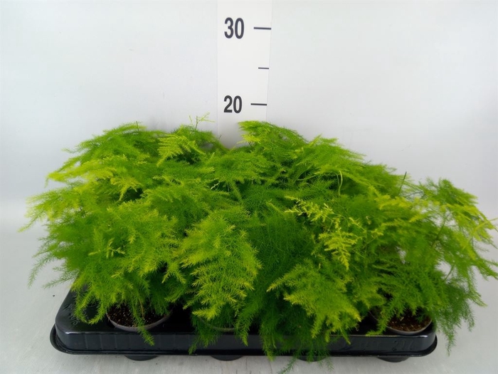<h4>Asparagus setaceus</h4>