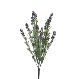 Lavandula 45cm