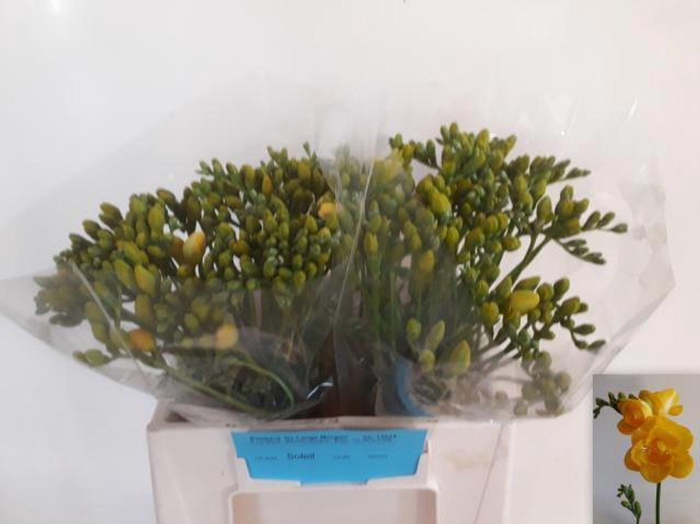 <h4>Freesia du Soleil</h4>