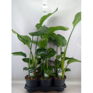 Strelitzia nicolai