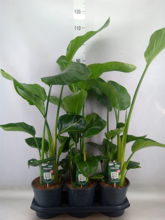 <h4>Strelitzia nicolai</h4>