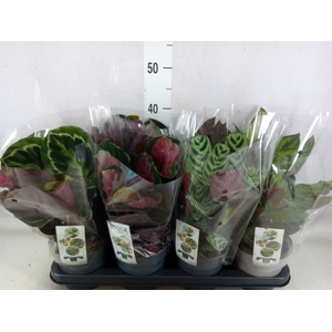 Calathea   ...mix 4
