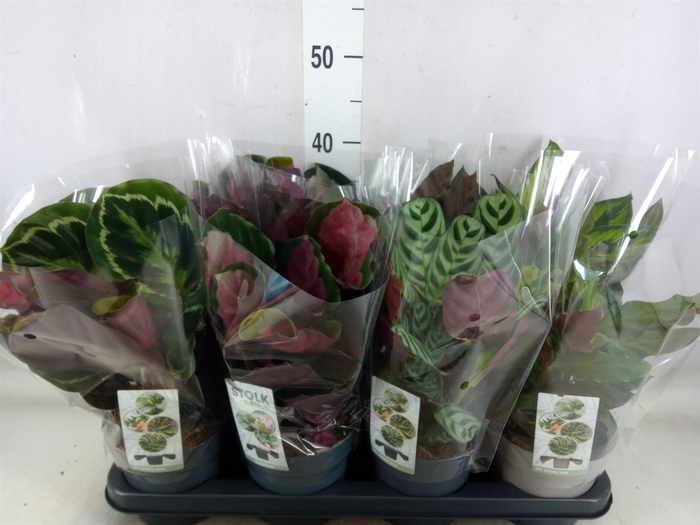 <h4>Calathea   ...mix 4</h4>