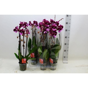 PHAL EL CASCADE
