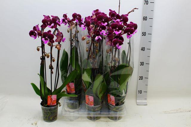 PHAL EL CASCADE