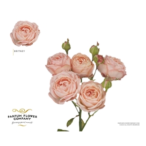 Rosa TR 'Britney'