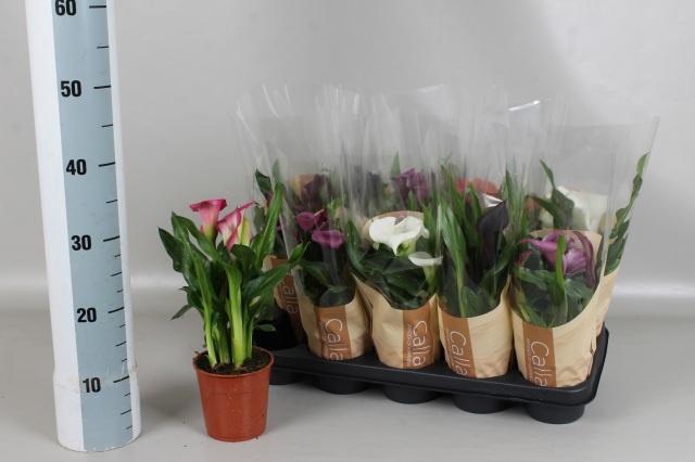 <h4>ZANT GEM 5 KL</h4>