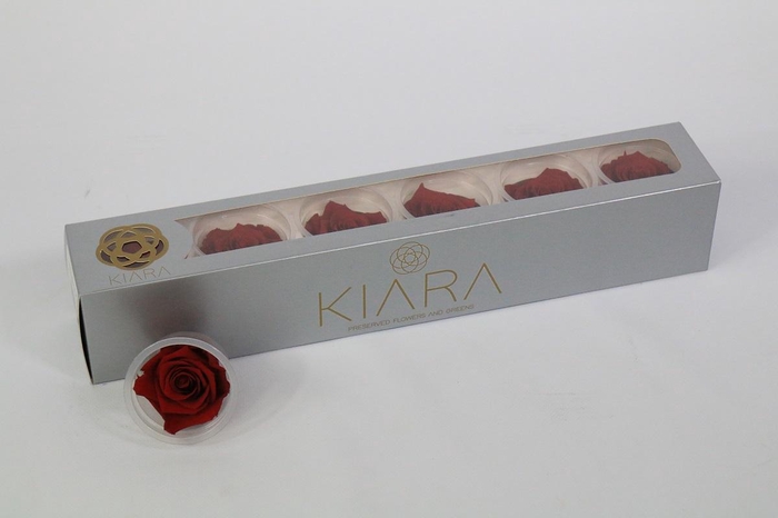 Rosa Preserved Royal Red