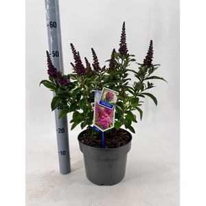 BUDD BFC LITTLE RUBY