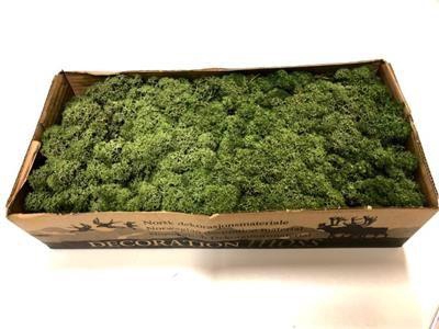 <h4>IJSLANDSMOS NR 54 MOSGROEN P.DS</h4>