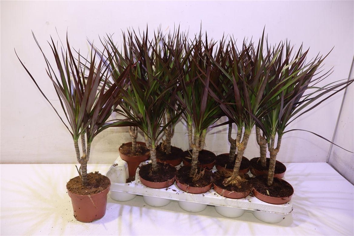 <h4>arr8 Dra Marg Magenta</h4>