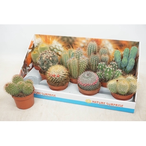 CACTUS GEM