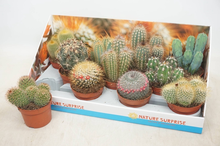 <h4>CACTUS GEM</h4>