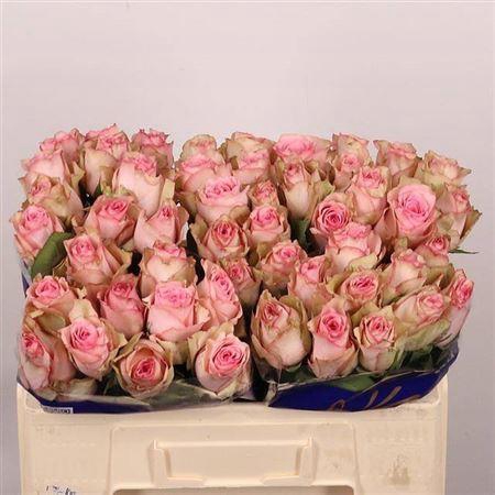 <h4>R Gr Paloma Steffi</h4>