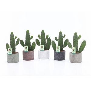 Opuntia rubescens Consolea in Classic Stone keramiek