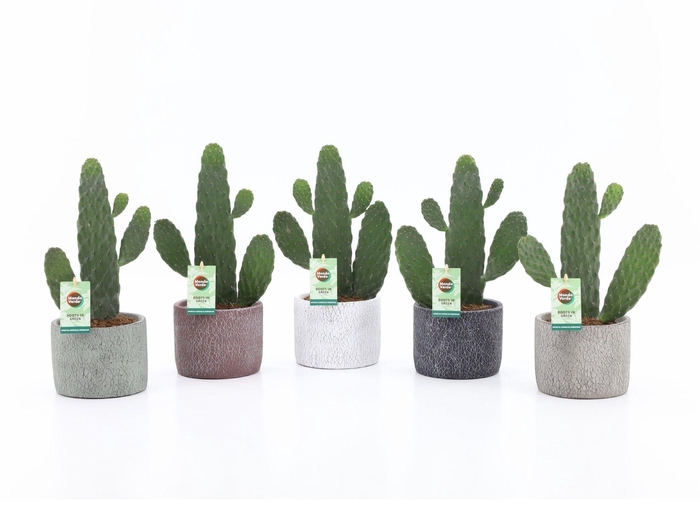 <h4>Opuntia rubescens Consolea in Classic Stone keramiek</h4>