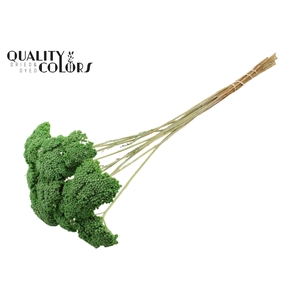 Achillea per stem Frosted Mint Green