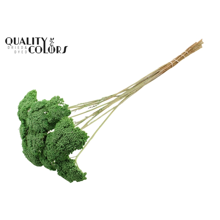 <h4>Achillea per stem Frosted Mint Green</h4>