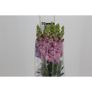 BOCA DE LEAO LAVANDER 070 CM