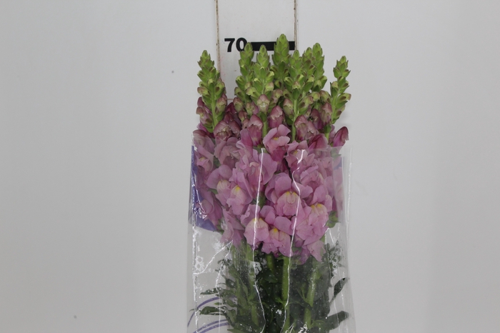<h4>BOCA DE LEAO LAVANDER 070 CM</h4>