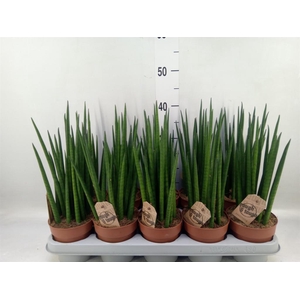 Sansevieria bacularis