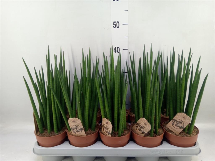 <h4>Sansevieria bacularis</h4>