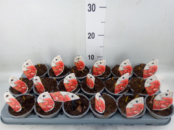 <h4>Tulipa   ...species</h4>