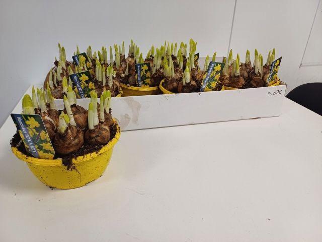 <h4>NARCISSUS TETE A TETE P16</h4>