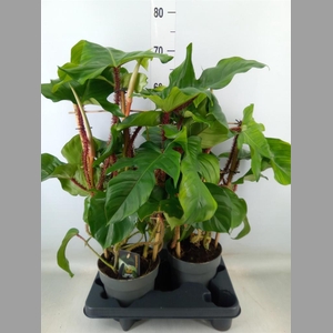 Philodendron squamiferum