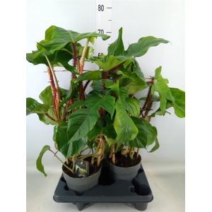 Philodendron squamiferum