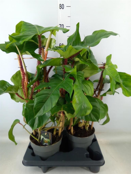 <h4>Philodendron squamiferum</h4>