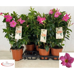 MANDE RIO PINK