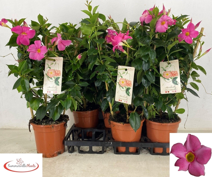 <h4>MANDE RIO PINK</h4>