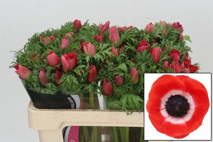 <h4>Anem Co Mis + Red</h4>