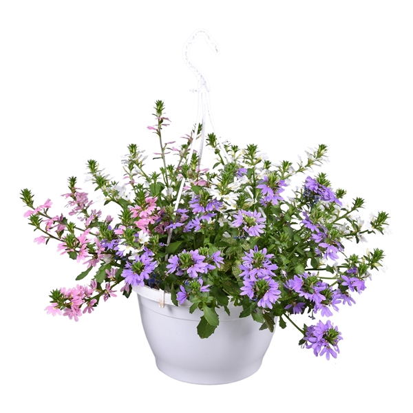 <h4>Scaevola aemula overig</h4>