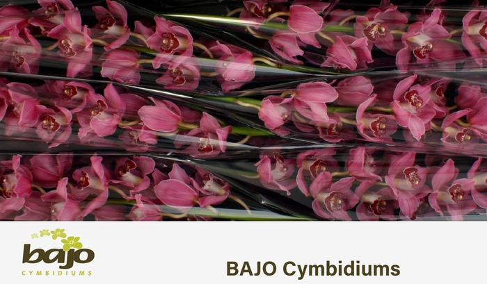 <h4>CYMB T FANTACY</h4>