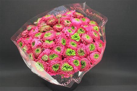 <h4>Cl Pon-pon Fanny</h4>