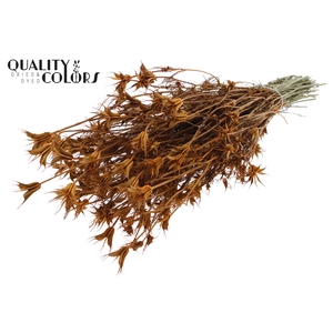 Nigella Oriëntalis per bunch Orange