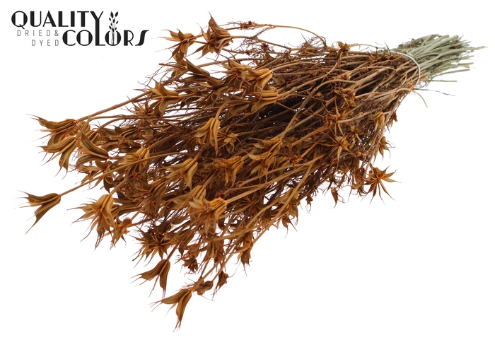 <h4>Nigella Oriëntalis per bunch Orange</h4>